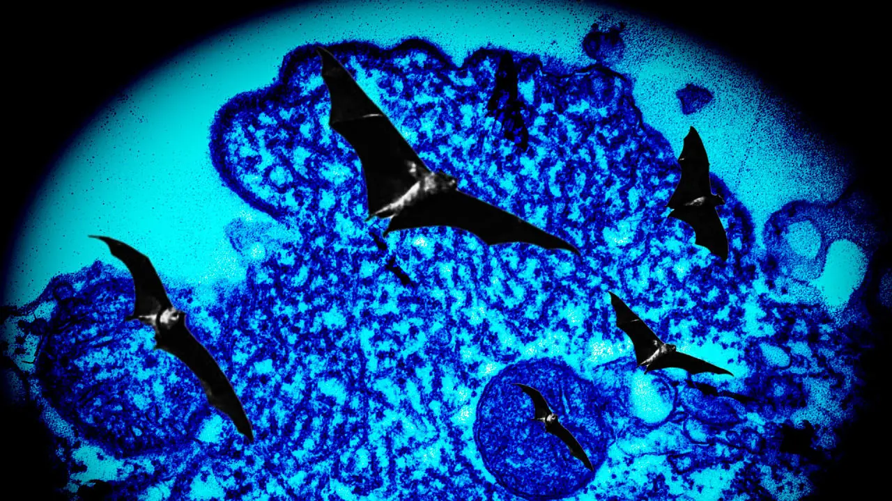 nipah virus