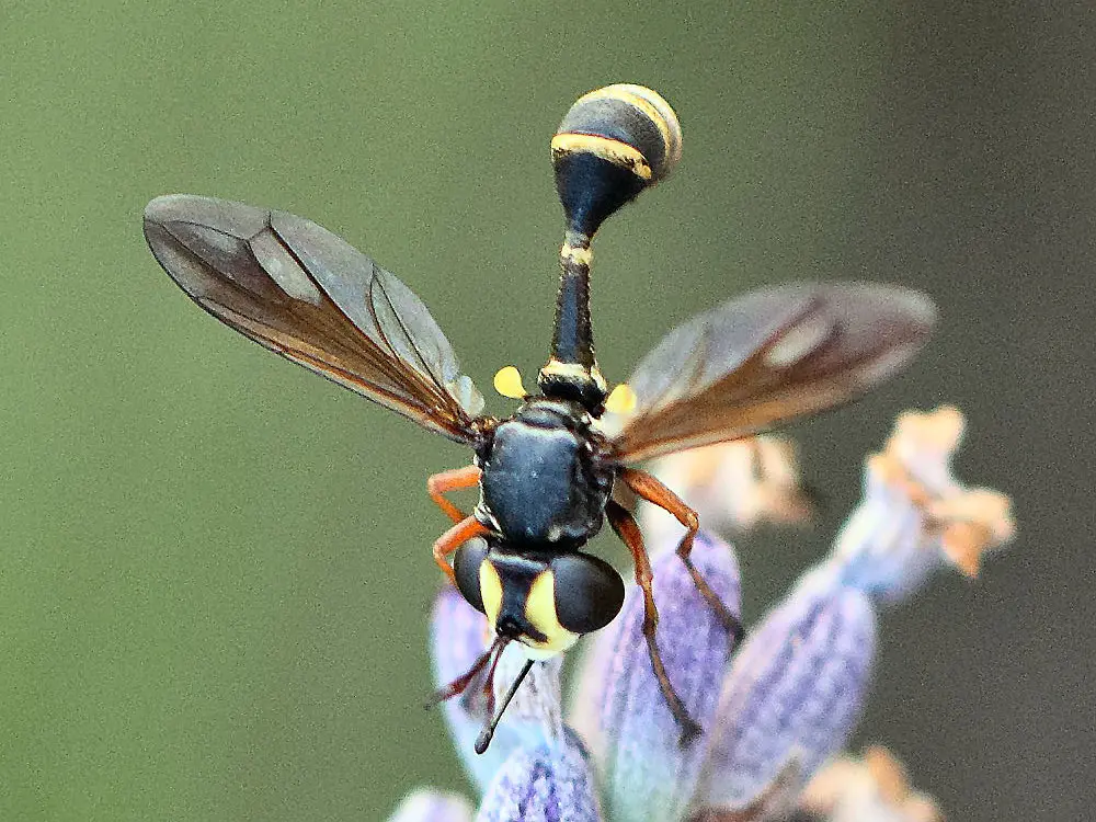 berlin fliegen