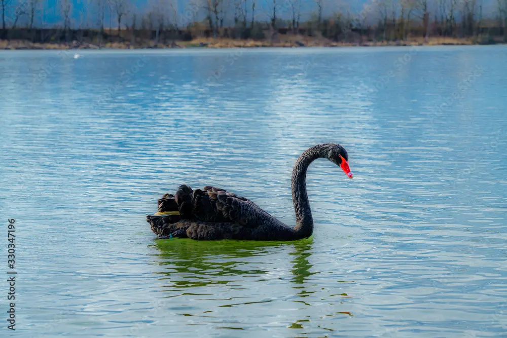 der schwarze schwan vernau