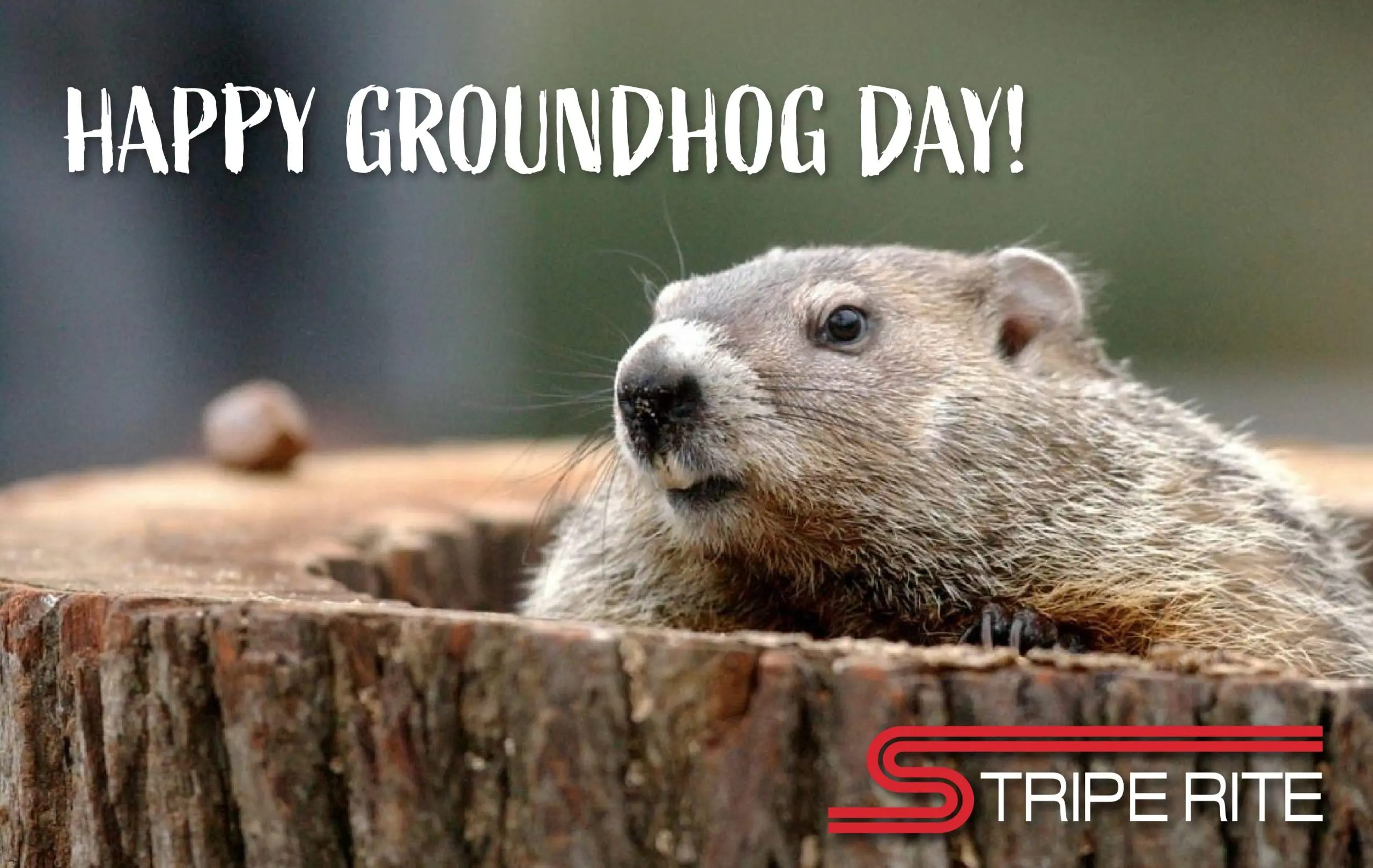 groundhog day
