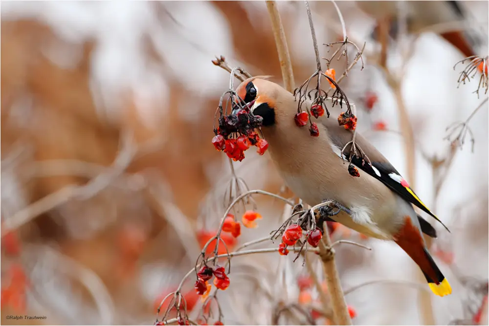 pestvogel