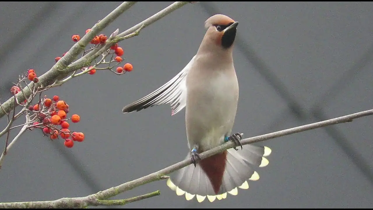 pestvogel