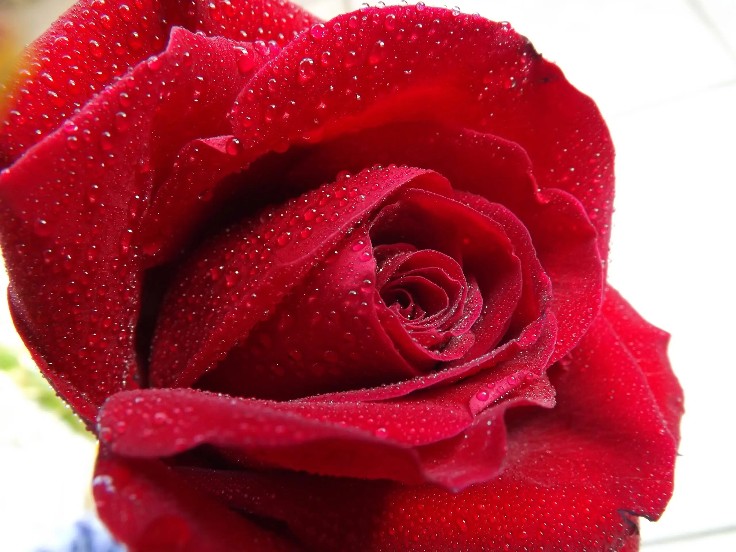 rose