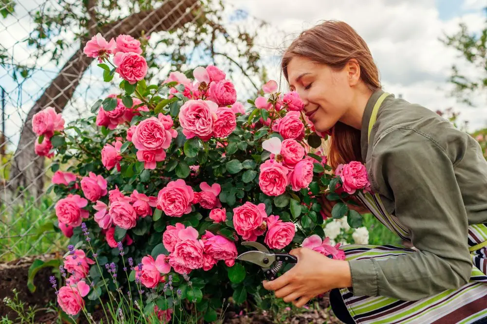 rosebush pruning