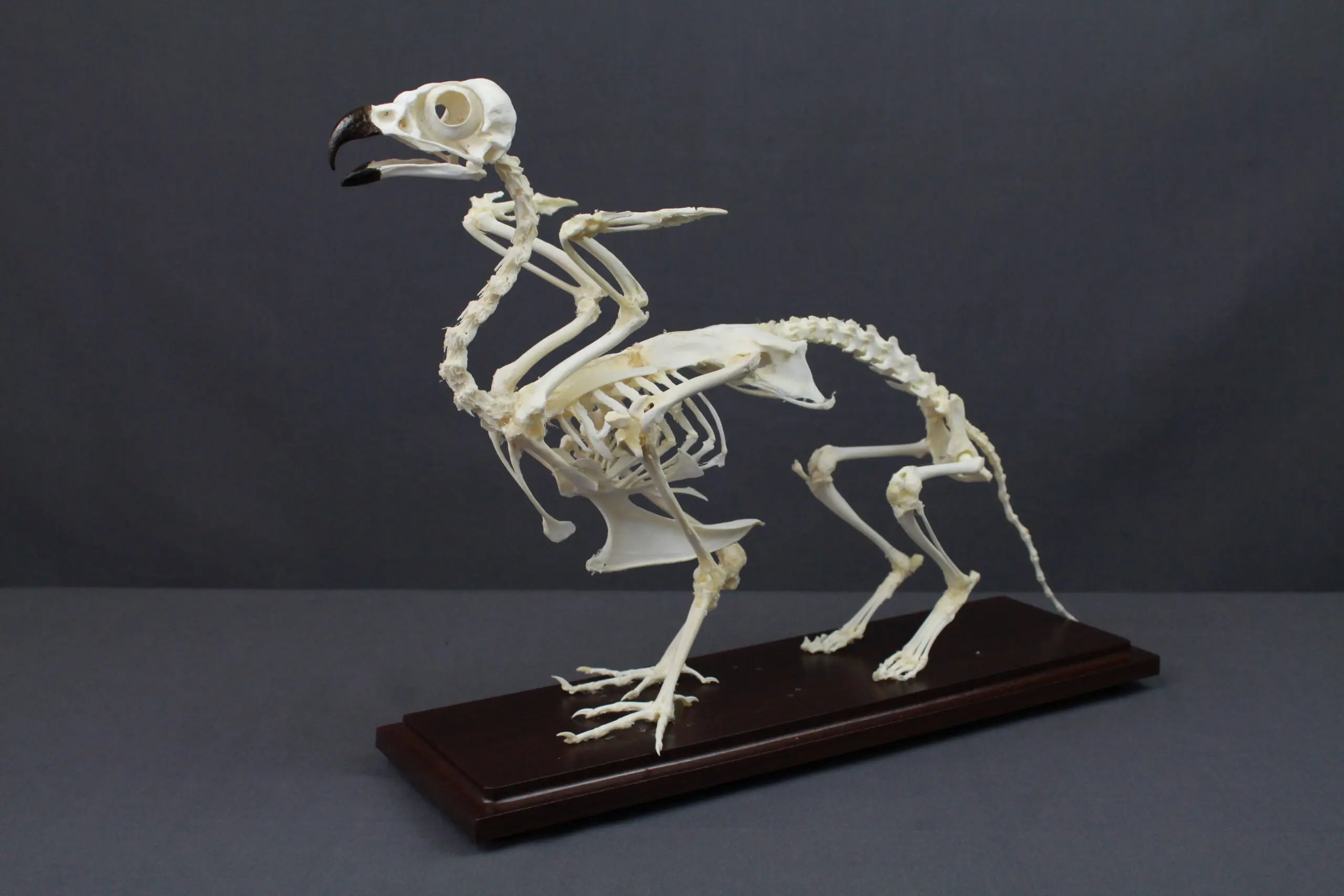 skeleton