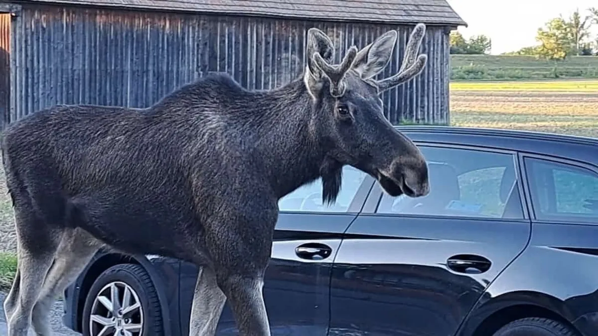 elch emil — AT news