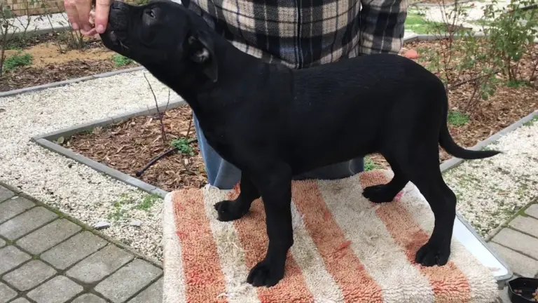 hörbi mobilfunk — AT news