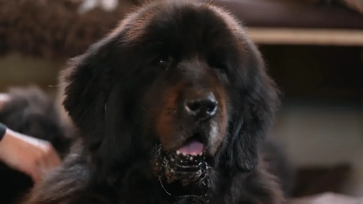 martin rütter — AT news