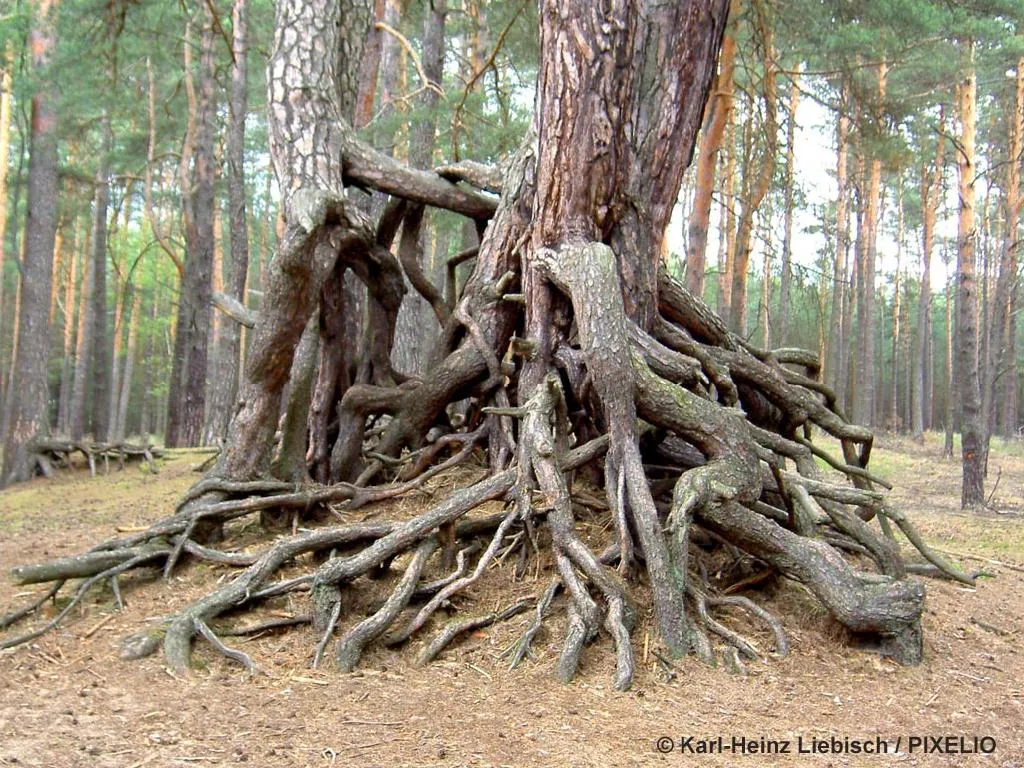 nachbarschaftsstreit — AT news