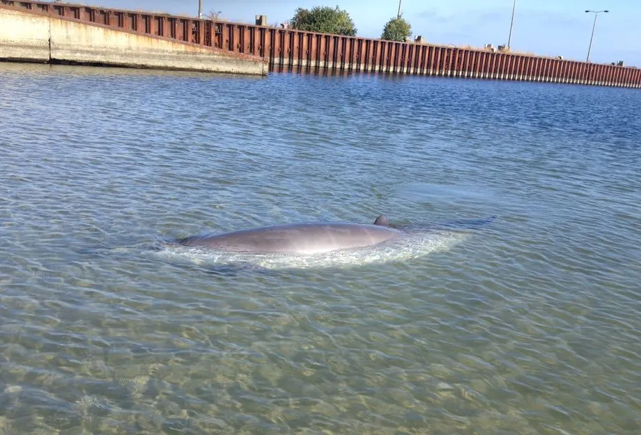 wal ostsee — AT news