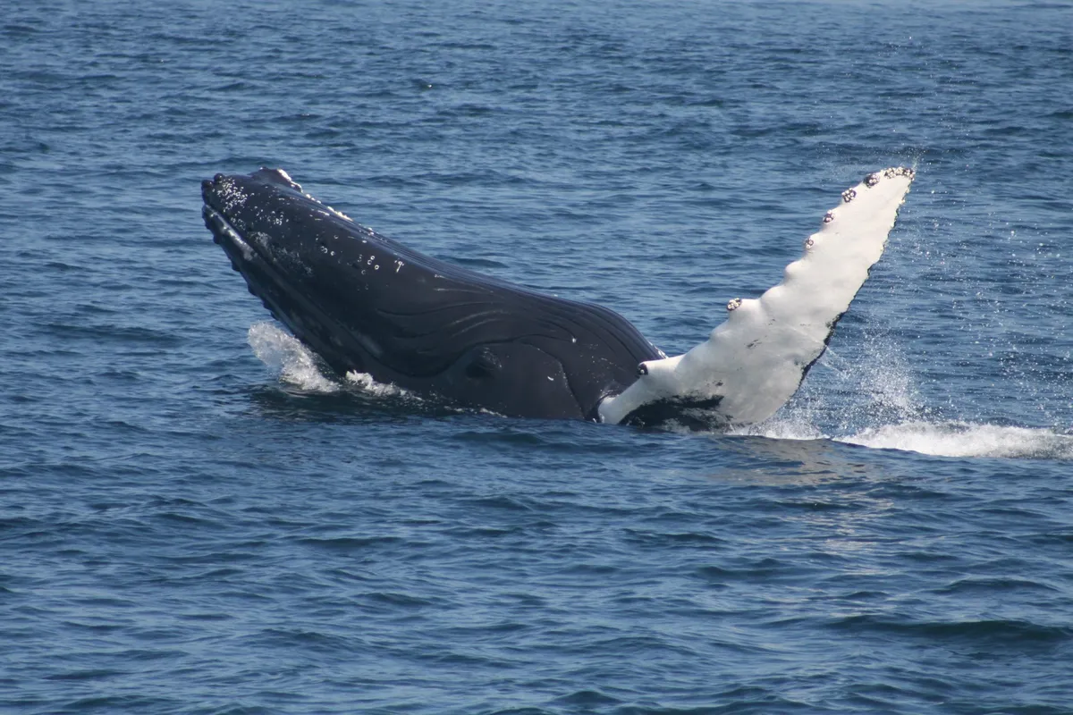 buckelwal timmy ostsee — AT news