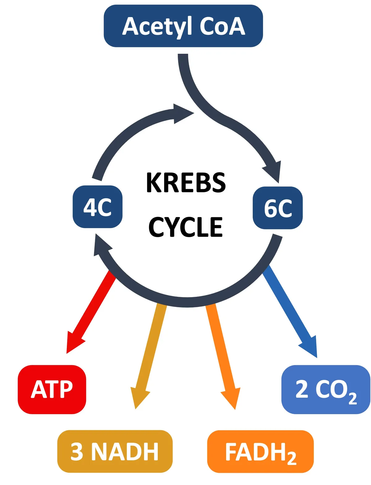 krebs — AT news