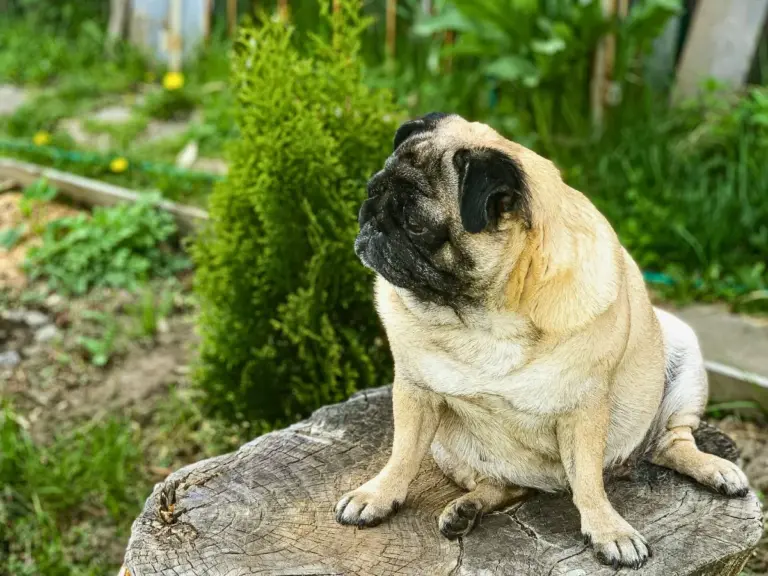 qualzucht — AT news