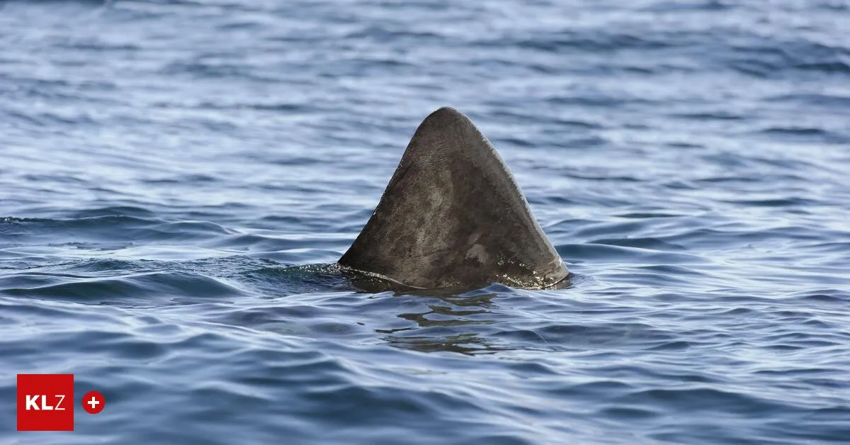 riesenhai — AT news