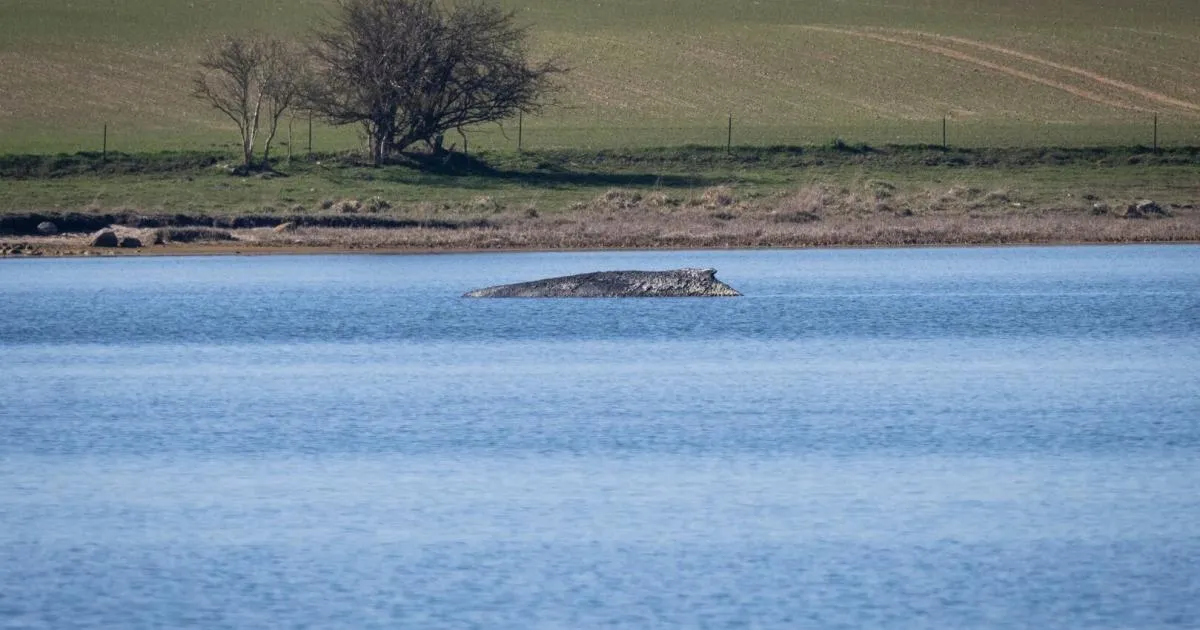 timmy wal — AT news