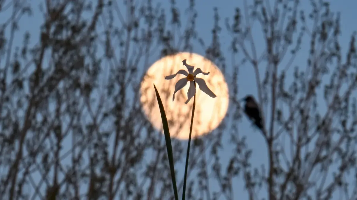 vollmond mai 2026 sternzeichen — AT news