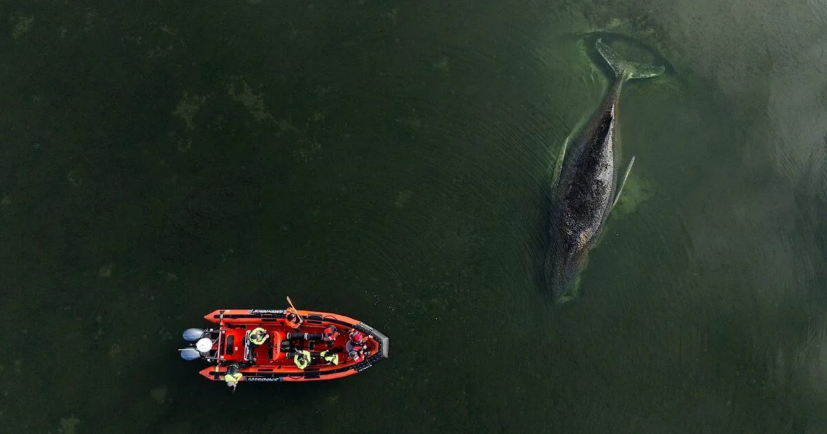 wal timmy — AT news