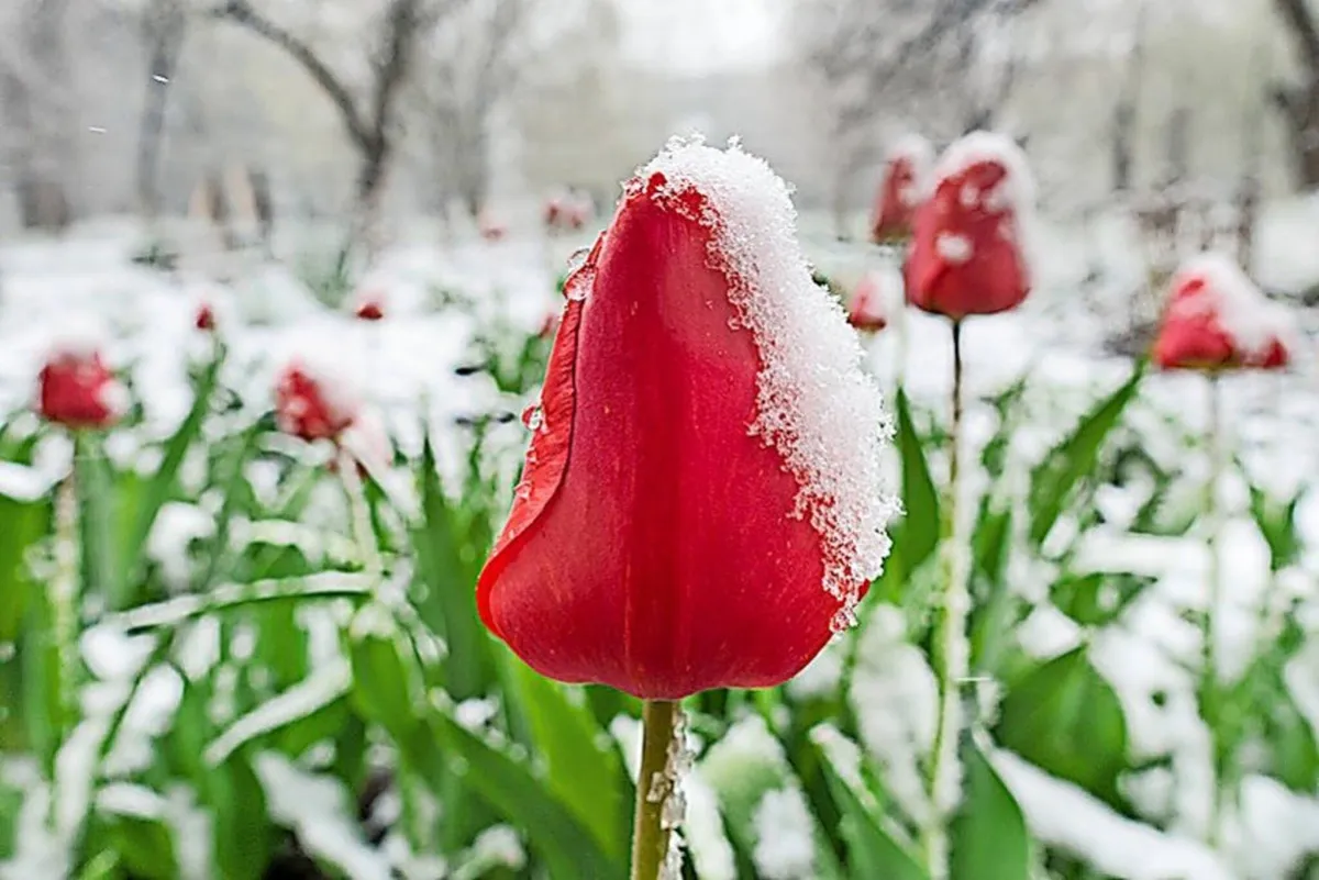 eisheiligen temperaturen — AT news