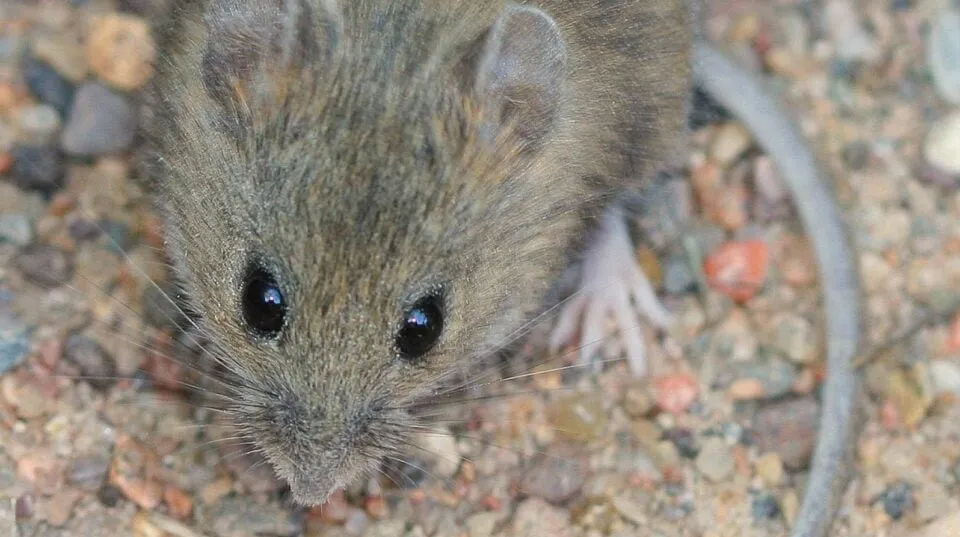 hantavirus — AT news